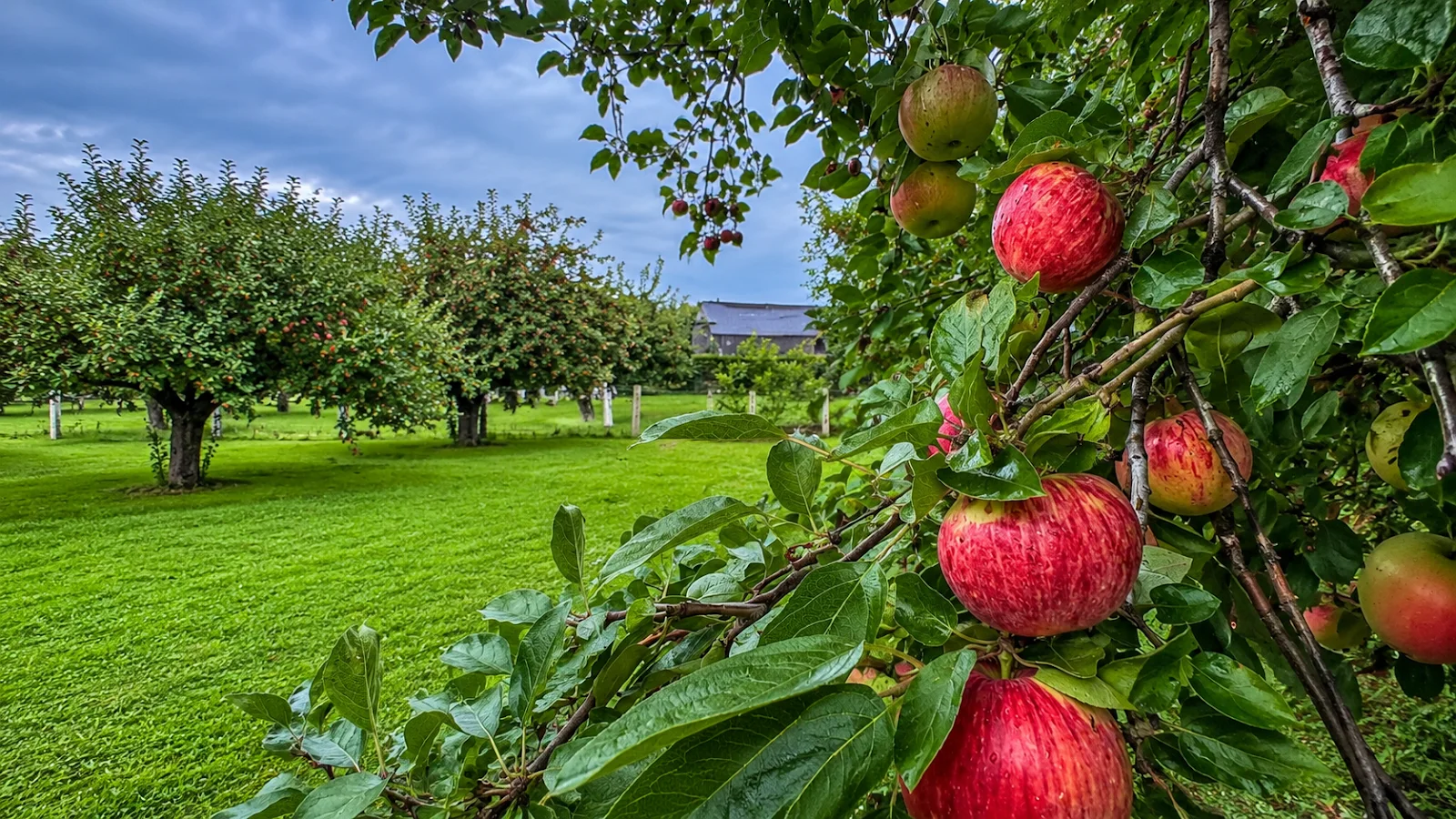 Apple Garden Orchard in Clarksville, OH