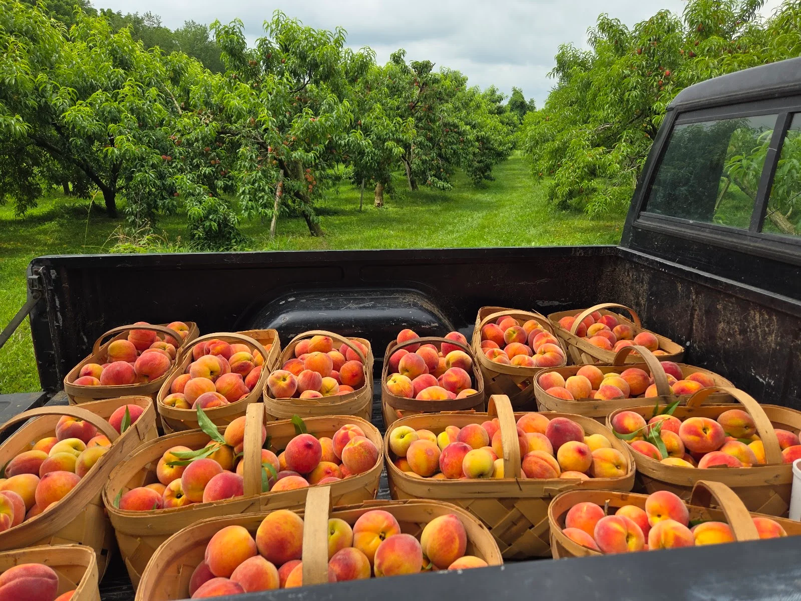 Backyard Orchard in Rising Sun, IN