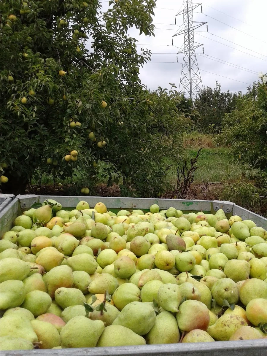 Beiersdorfer Orchard in Guilford, IN