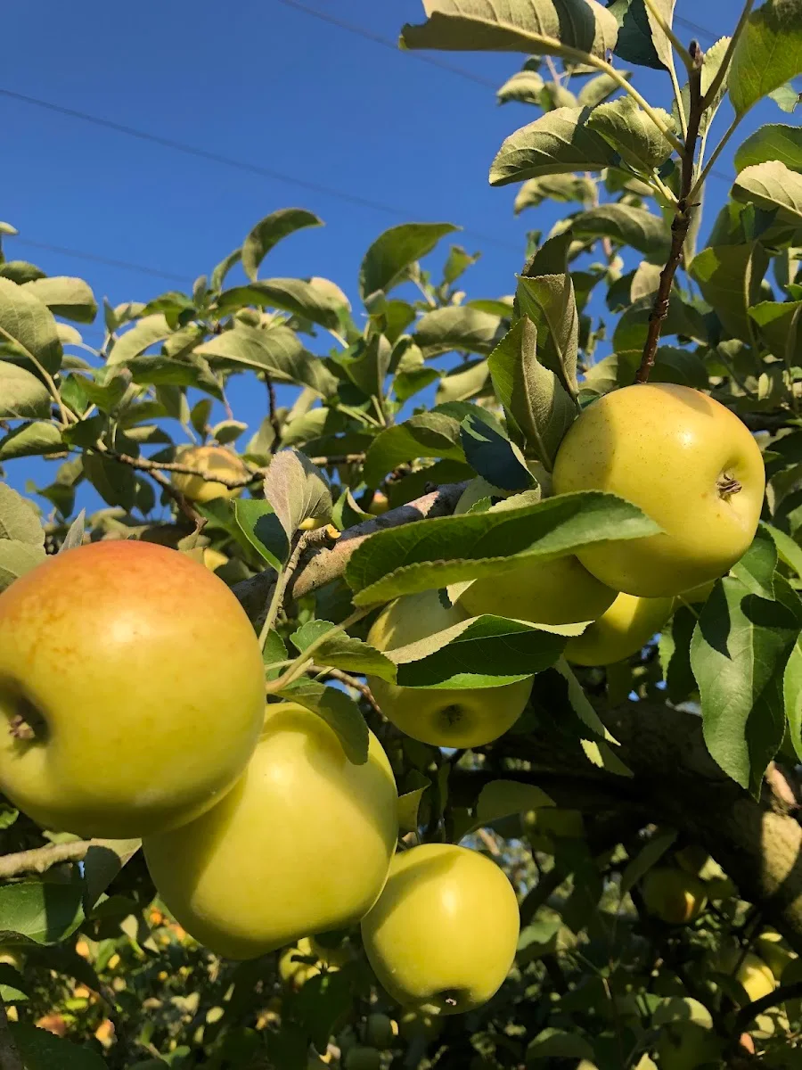 Crosby's Orchard in Lawrenceburg, IN