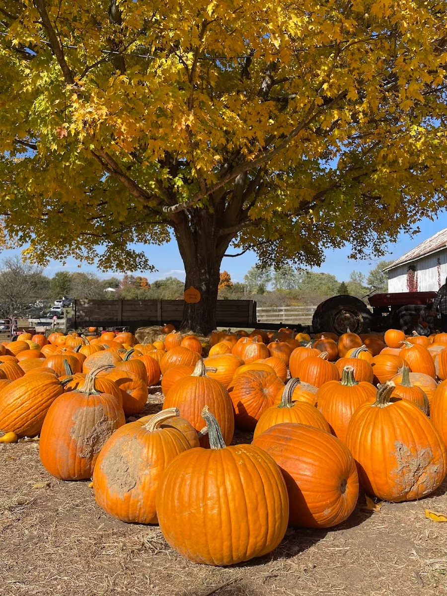 Irons Fruit Farm in Lebanon, OH