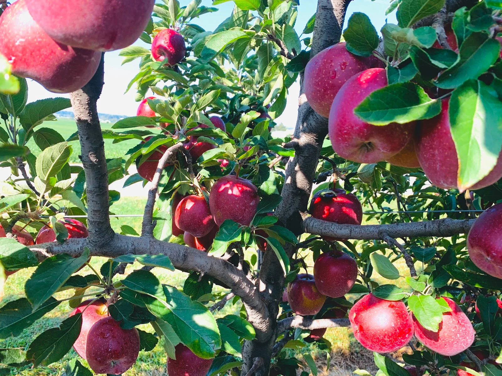 Karnes Orchard in Hillsboro, OH