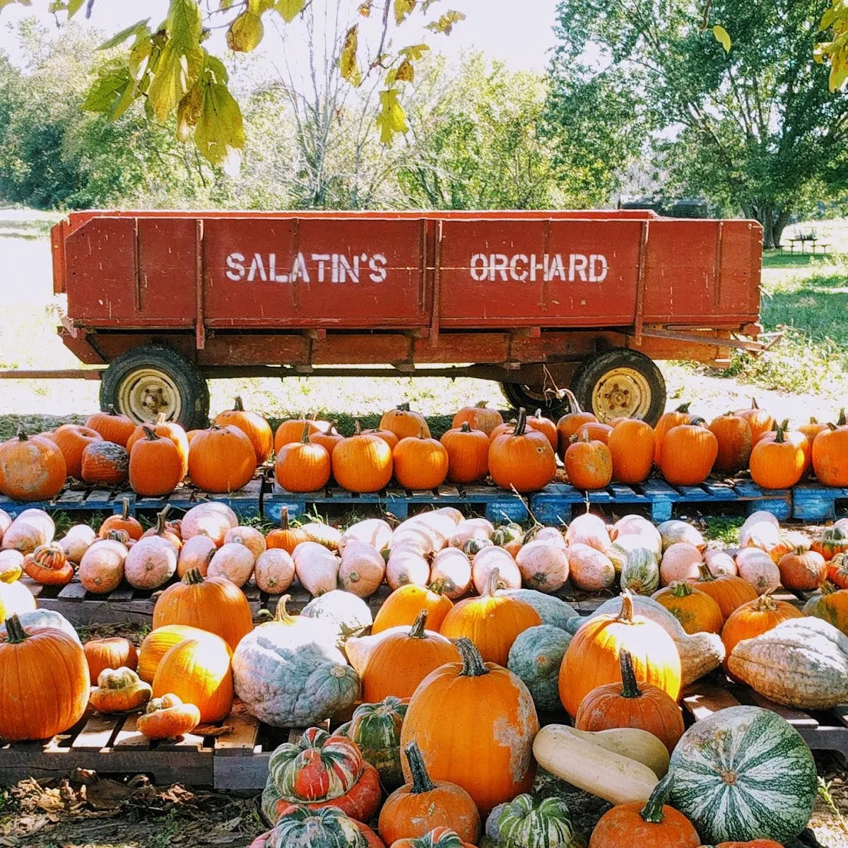 Salatin's Orchard in Moores Hill, IN