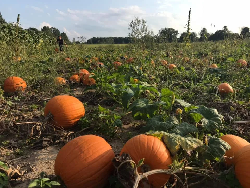 Simmons Farms in Bethel, OH